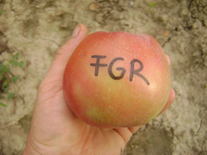 Mar Fals Gigante Rosso - Măr Fals Gigante Rosso