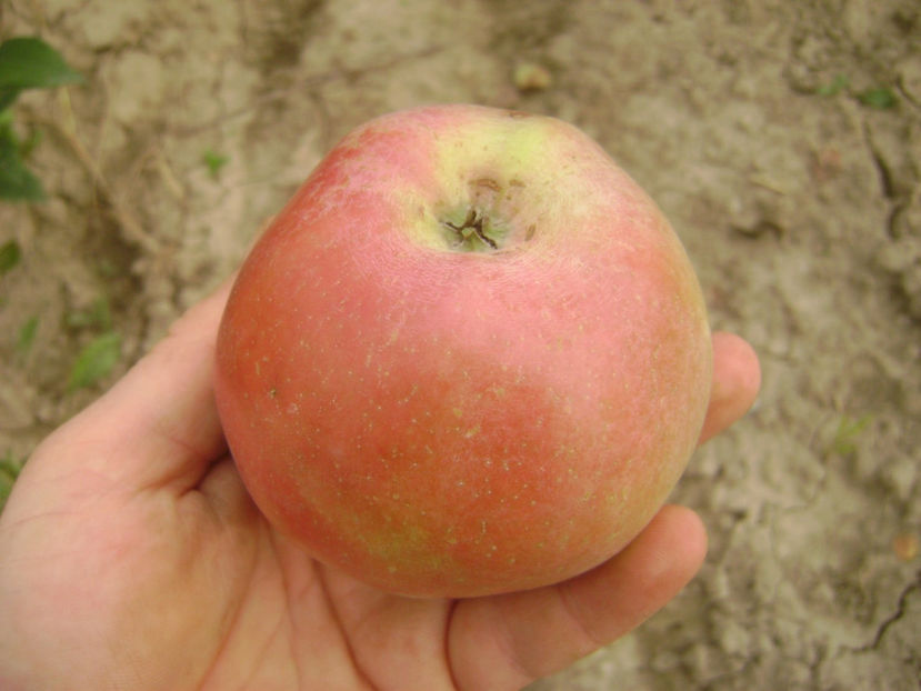 Mar Fals Gigante Rosso 4 - Măr Fals Gigante Rosso