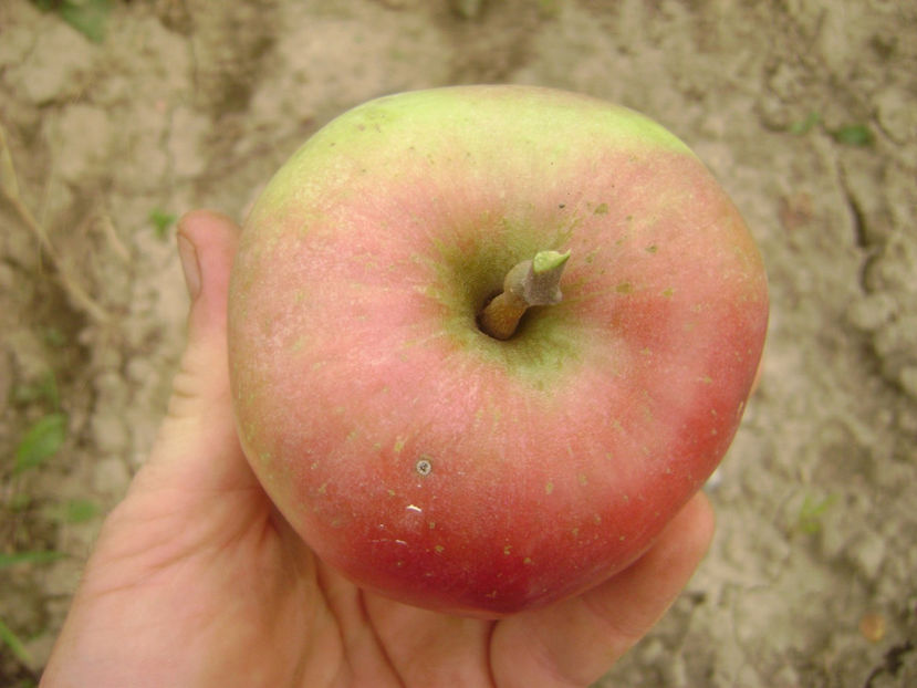 Mar Fals Gigante Rosso 5 - Măr Fals Gigante Rosso