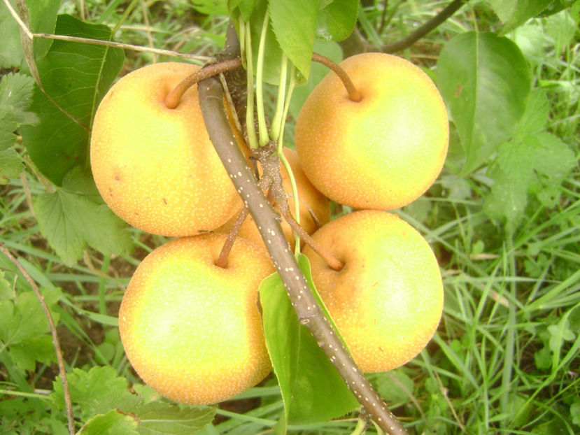 Pară Nashi Hosui 2017 6 - Nashi Hosui