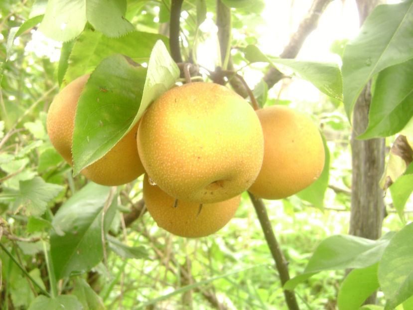 Pară Nashi Hosui 2017 5 - Nashi Hosui