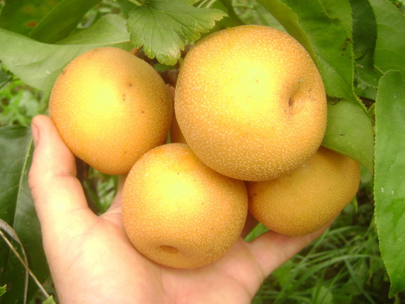 Pară Nashi Hosui 2017 4 - Nashi Hosui