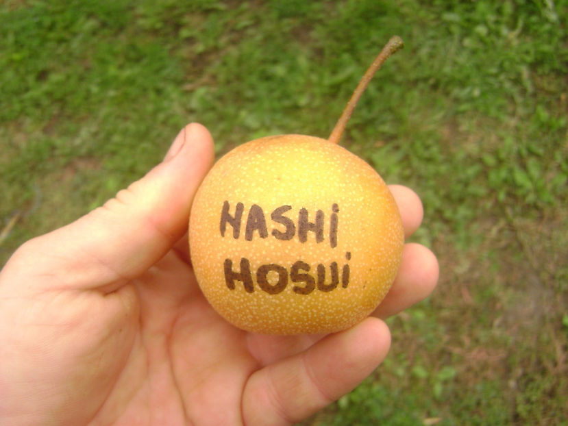 Pară Nashi Hosui 2017 - Nashi Hosui