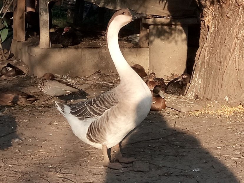 Femela tanara - B2 - Gaste Africane si Chinezesti