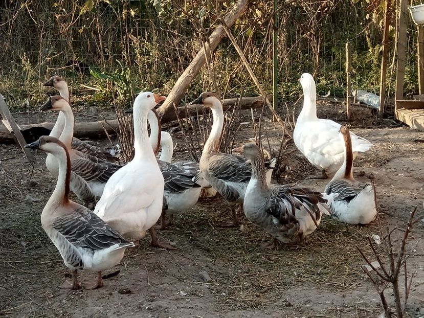 Gunar tatăl adoptiv - B2 - Gaste Africane si Chinezesti