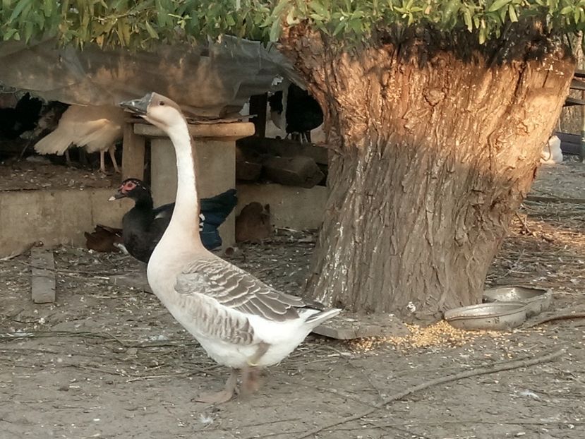 Alta femela tanara - B2 - Gaste Africane si Chinezesti