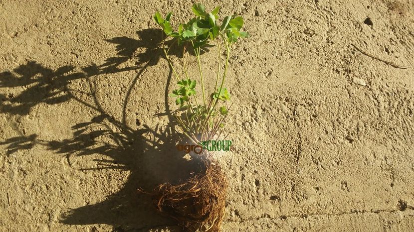 Plante adulte Caldaruse - Plante Caldaruse - Aquilegia Mckana Giants de vanzare