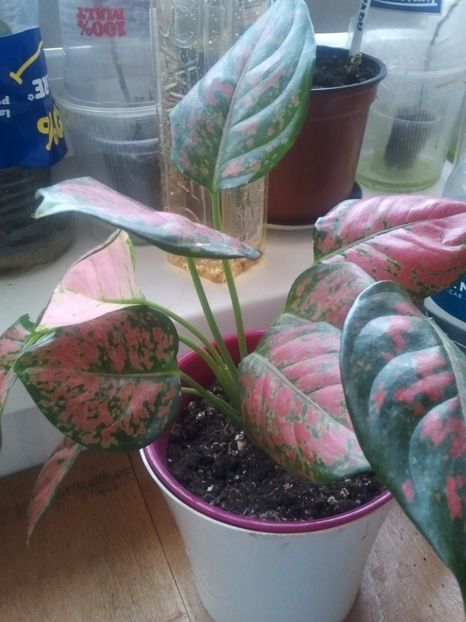  - 003-1 Aglaonema- planta intunericului