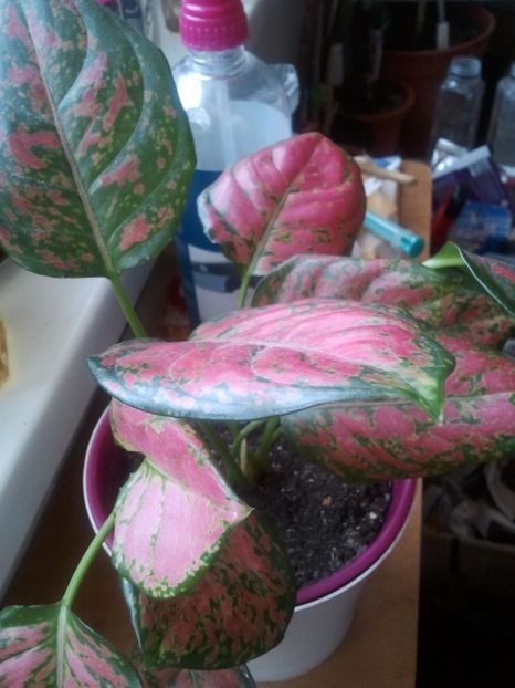  - 003-1 Aglaonema- planta intunericului