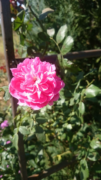 Coral Dawn - Gradina si trandafirii 2017- IV