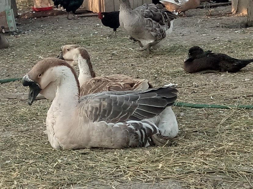 Gasca africana încă oua - B2 - Gaste Africane si Chinezesti