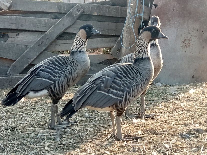 Cadou de la Dragosmarius - B - GASTE - 2017