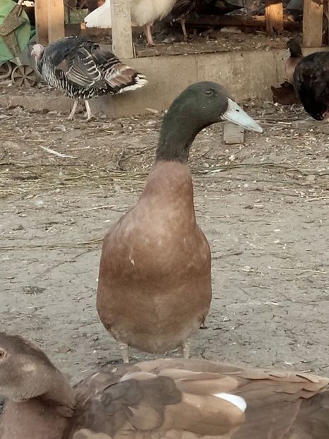 Campbell tineret - C - RATE