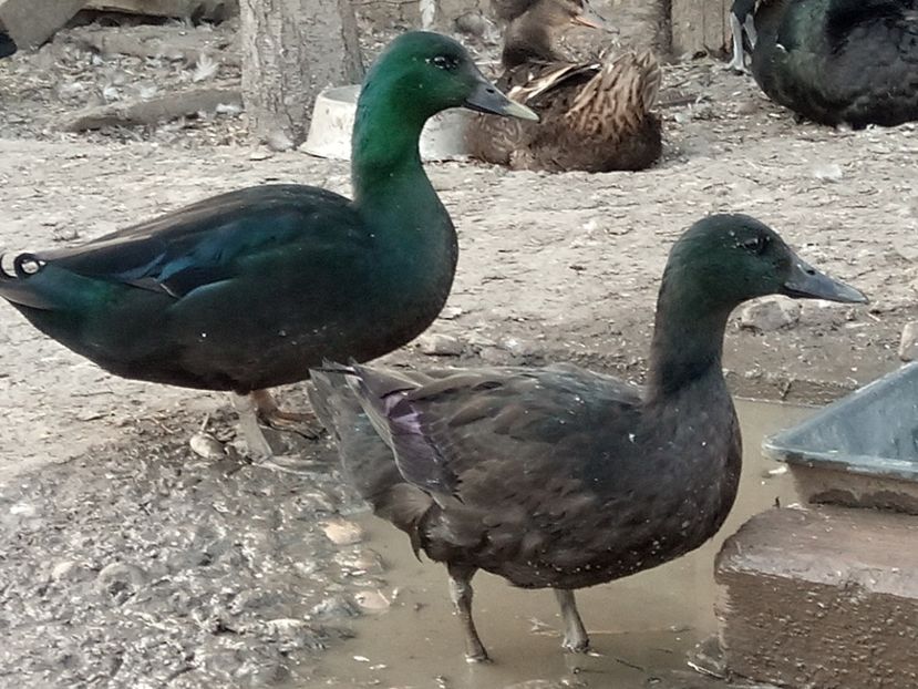 Smarald tineret - C - RATE