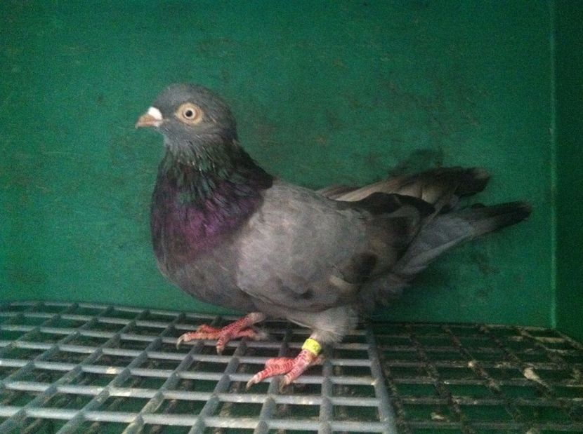  - jucatori de galati pui 2017