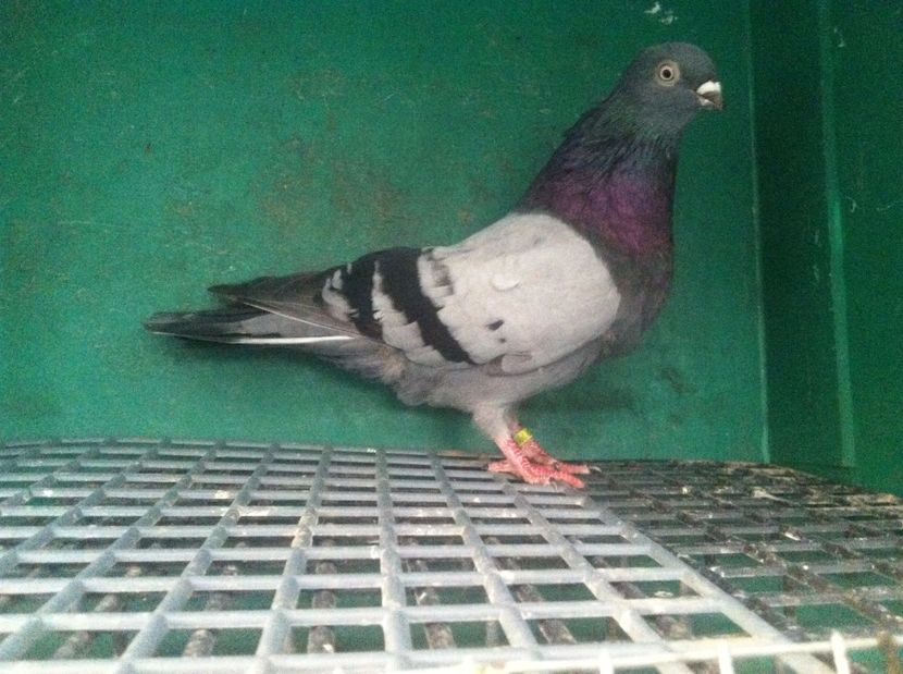  - jucatori de galati pui 2017