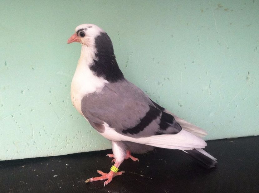  - jucatori de galati pui 2017