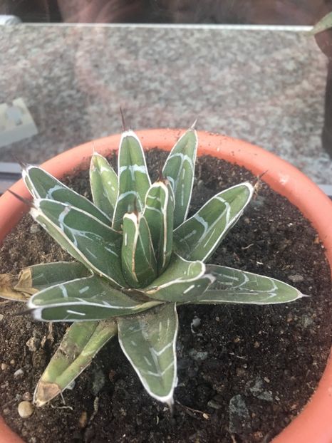  - Agave 2017