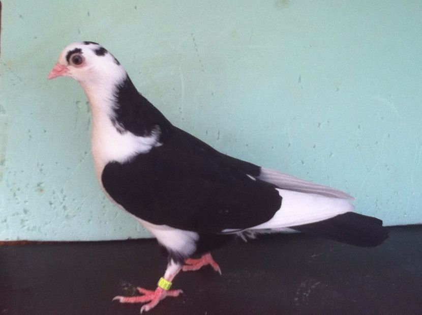  - jucatori de galati pui 2017