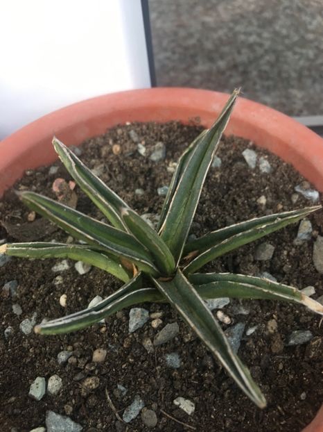  - Agave 2017