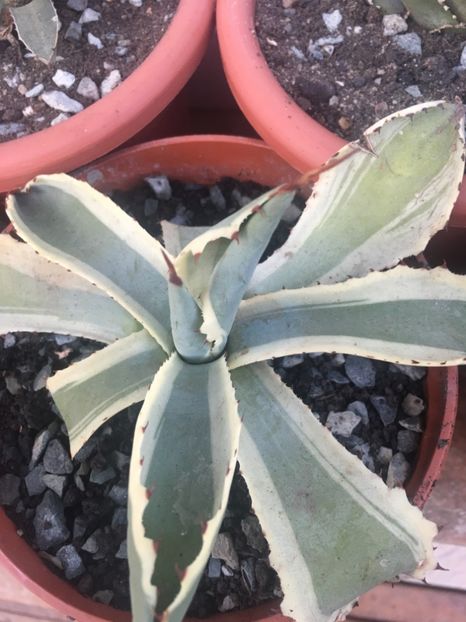  - Agave 2017