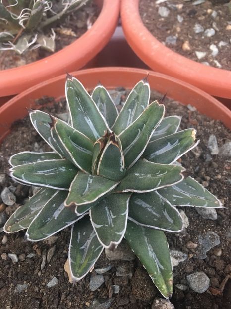  - Agave 2017