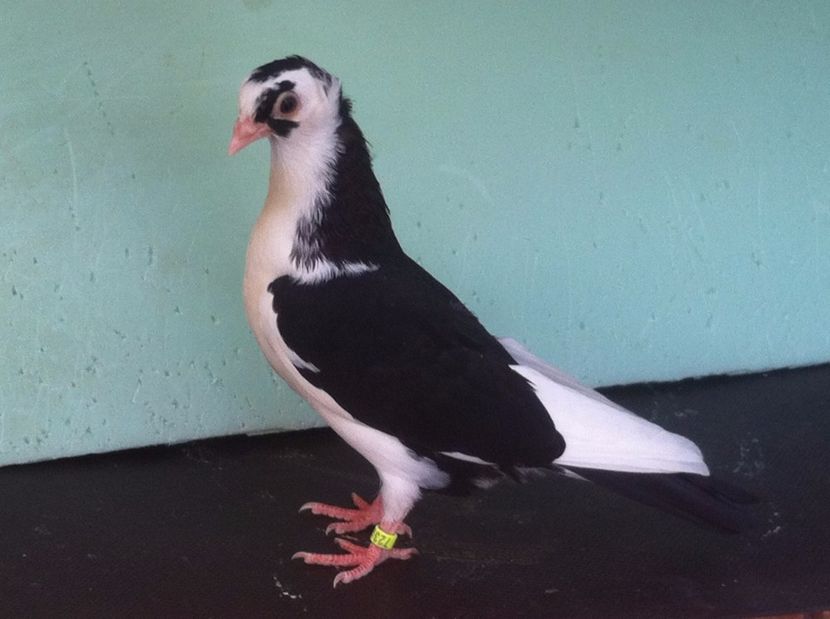  - jucatori de galati pui 2017