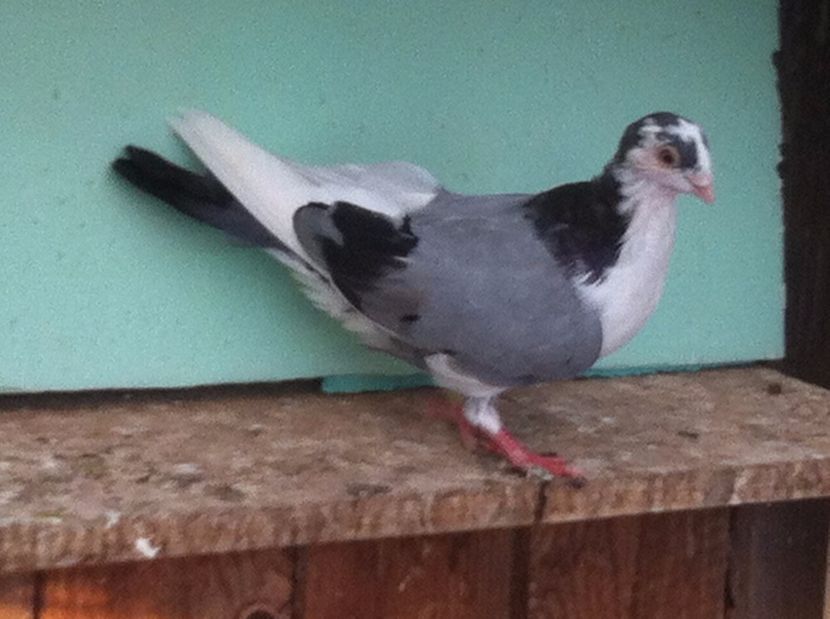  - jucatori de galati pui 2017