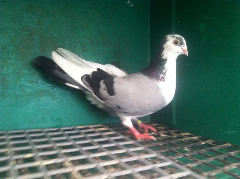  - jucatori de galati pui 2017