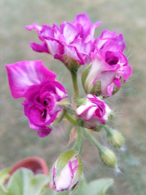 muscata trandafiras siclam cu alb - plante de interior
