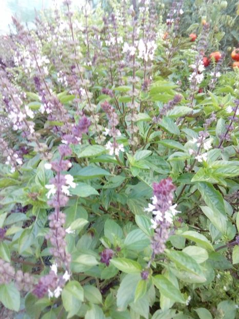 busuioc scortisoara - Plante aromatice si medicinale