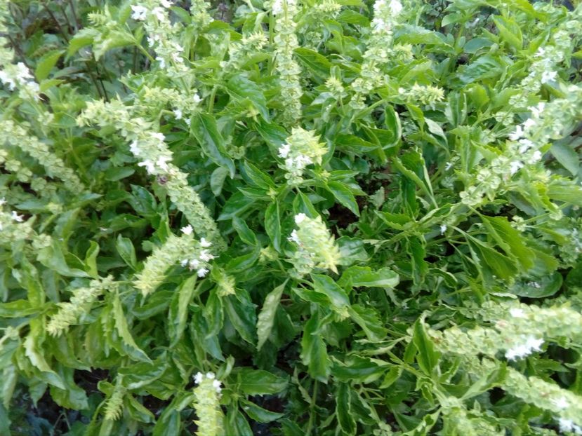 busuioc cret (cel mai aromat) - Plante aromatice si medicinale