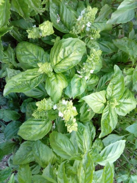 busuioc cu frunza mare (lettuce leaf) - Plante aromatice si medicinale