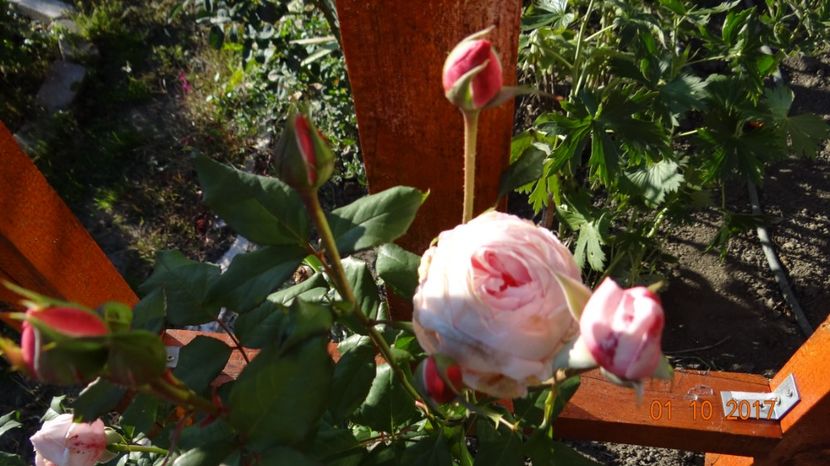 Nahema - Soare si flori --- si gheata