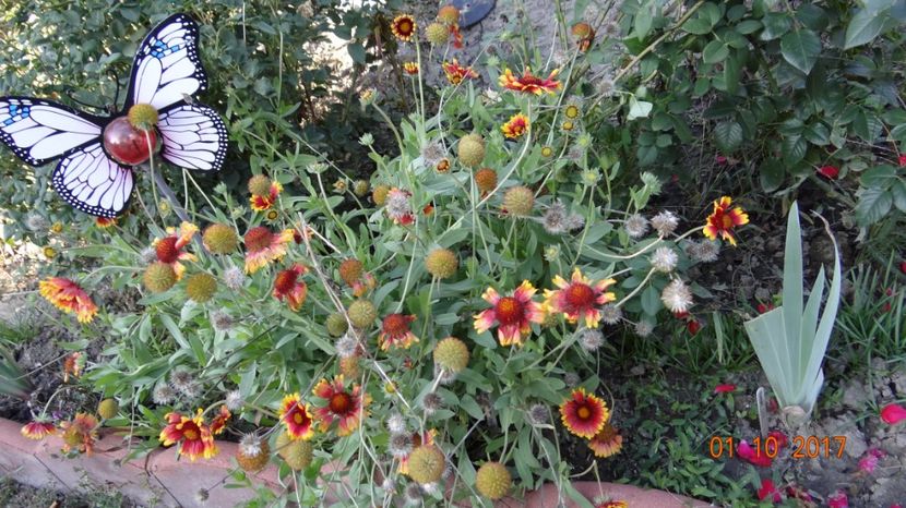  - Soare si flori --- si gheata