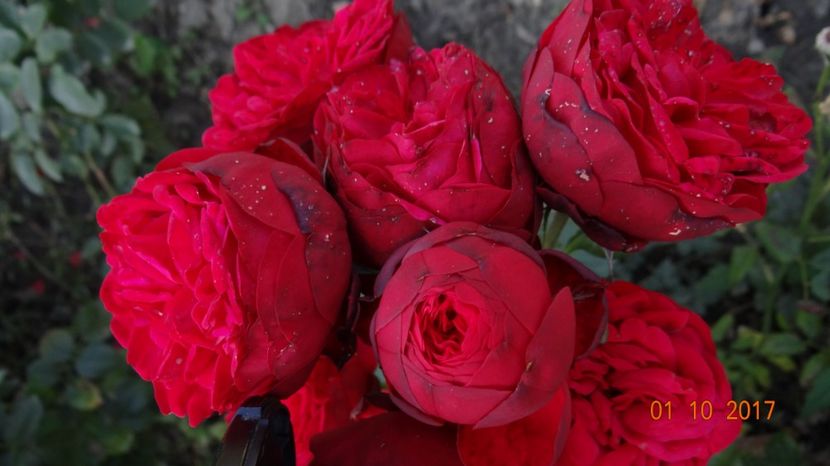  - Soare si flori --- si gheata