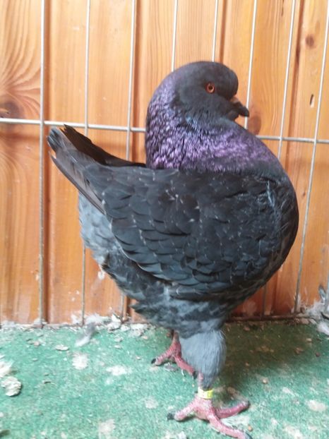 1-0 2017 Expo Belint - Kingi pui 2017