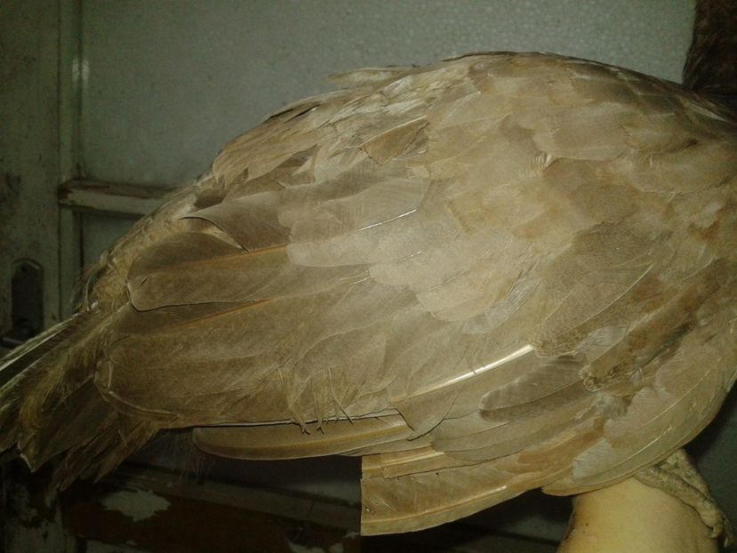 Ce e? - AA- Pauni violet