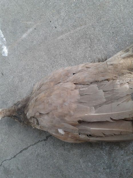 Ce e? - AA- Pauni violet