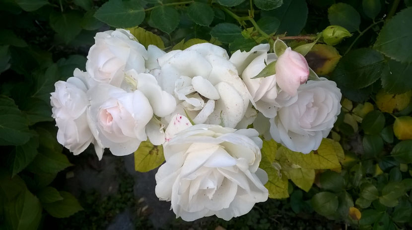 - Aspirin Rose