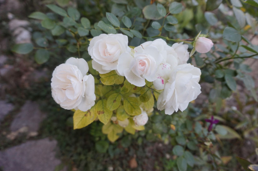  - Aspirin Rose