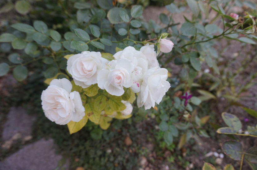  - Aspirin Rose