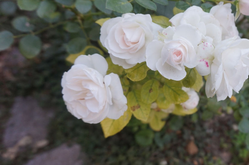  - Aspirin Rose