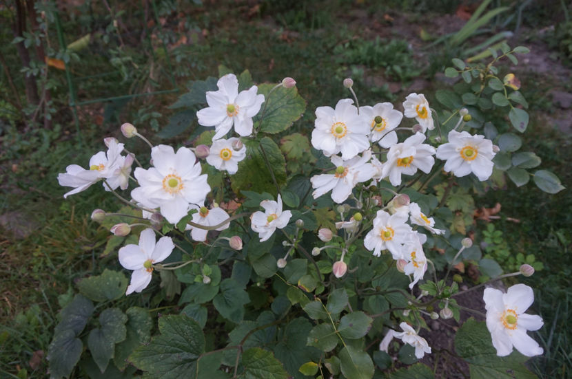 - Phlox si alte perene