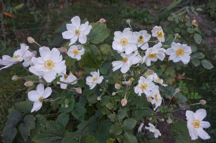 - Phlox si alte perene
