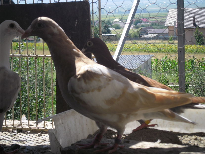 SAM_0650 - ARHIVA