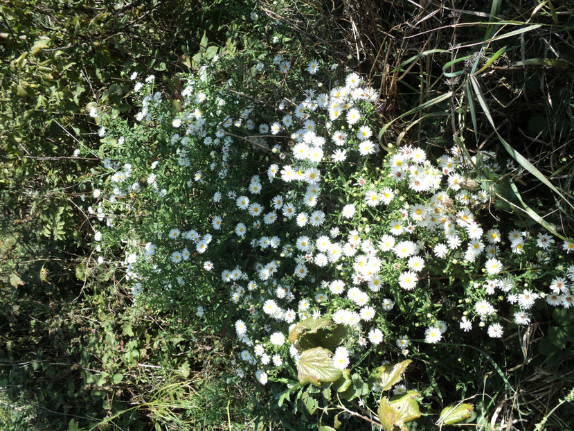 1 oct 2017,neglijate... - LA SADINCA