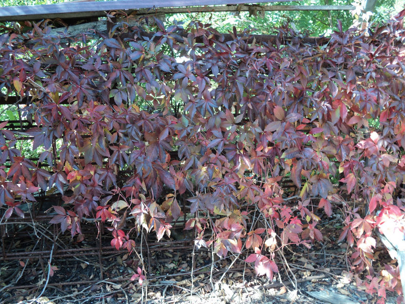 ...dar...in viata. - LA SADINCA