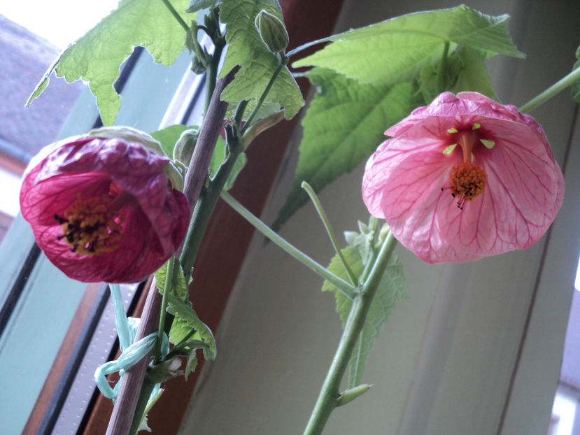 2 oct 2017,abutilon... - Toamna