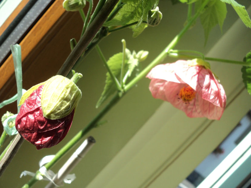 ...din seminte... - Toamna